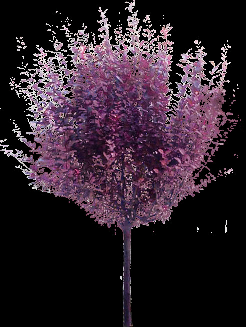 紫叶李 红叶李 景观 效果图 植物 园林景观素材 自然景观 建筑园林