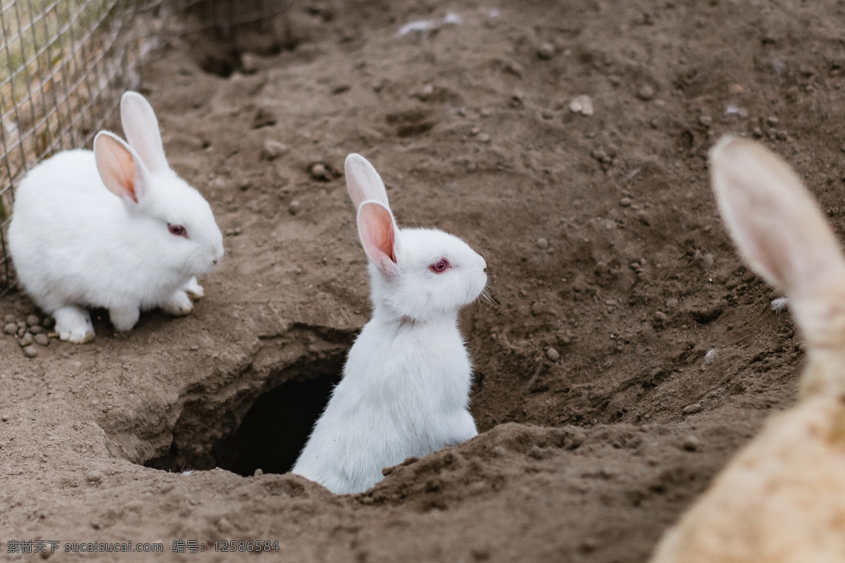 一窝小白兔 兔子 白兔 动物 可爱 壁纸 手机屏保 小白兔 萌宠 生物世界 家禽家畜