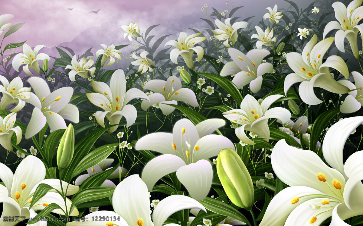 唯美 白色 百合花 高清 百合 花枝 花卉