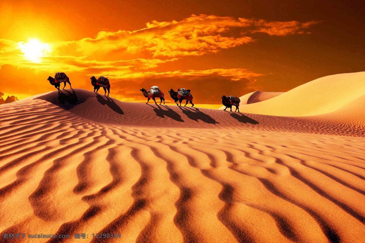 沙漠骆驼图片 驼队 骆驼 沙漠 沙丘 荒漠 自然风景美景 动物 沙漠骆驼 骆驼队 骆驼帮 骆驼运输 沙漠之舟 大漠 沙漠驼队 生物世界 家禽家畜 风景