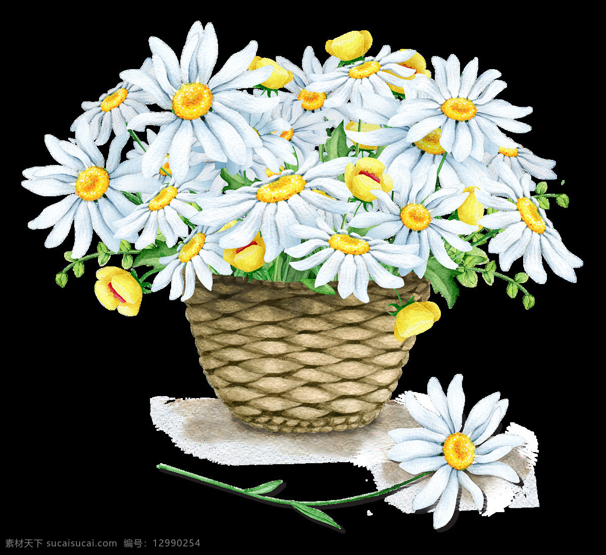 清新 白色 小雏 菊 手绘 菊花 装饰 元素 黄色花蕊 篮子 植物 装饰元素