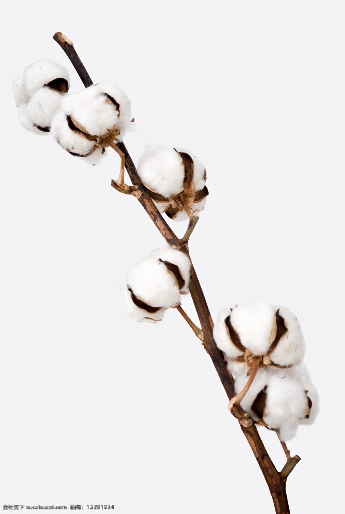一枝棉花 植物 洁白 棉花 精致 插花 生物世界 花草