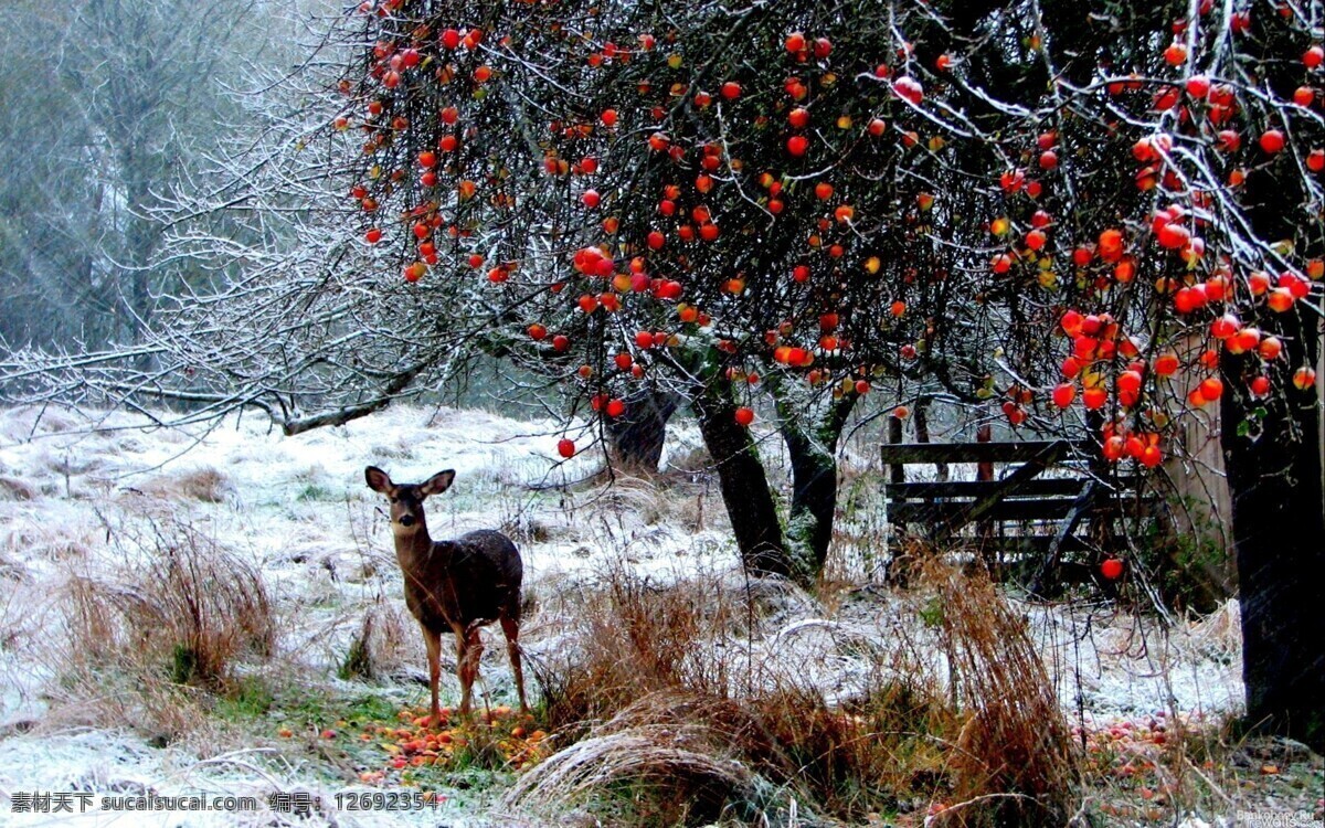 山楂树下 小鹿 唯美 小清新 冰雪 山楂树 冬季 野生动物 生物世界
