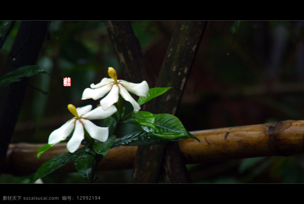 雨 中 小花 白色 花 篱笆 绿色 小景 风景 生活 旅游餐饮