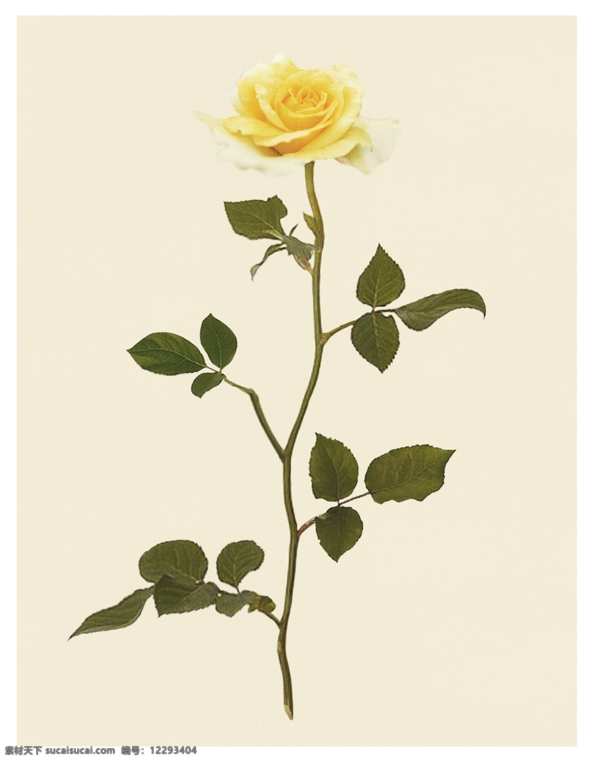 一枝独秀 黄色 花朵 源文件 花刺 绿色 绿叶 玫瑰花 装饰图案