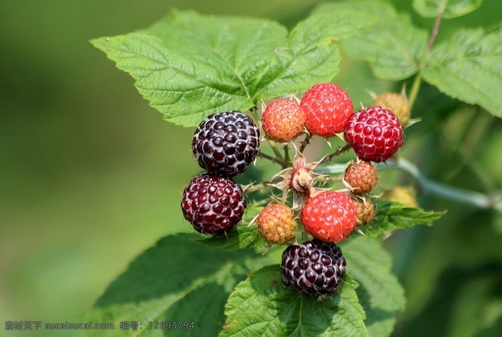 树莓 果实 浆果 果子 鲜嫩 多汁 特写 黑莓