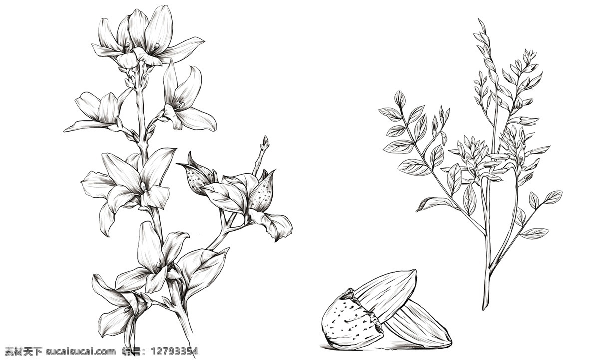 线稿草药 手绘草药 手绘热带植物 手绘树叶 手绘花朵 线稿植物 线稿花草 中草药
