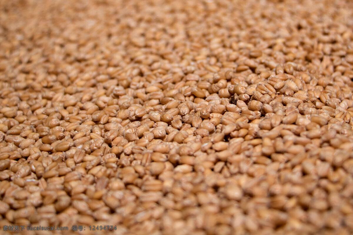 麦子 丰收 粮食生产 晒麦子 新麦子 麦收 粮食 生物世界 蔬菜