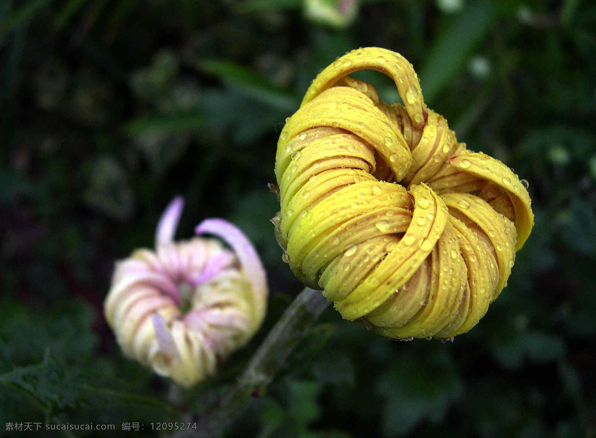 花卉摄影 菊花摄影 菊花 花 黄色的花 花蕾 含苞待放的花 花草 生物世界