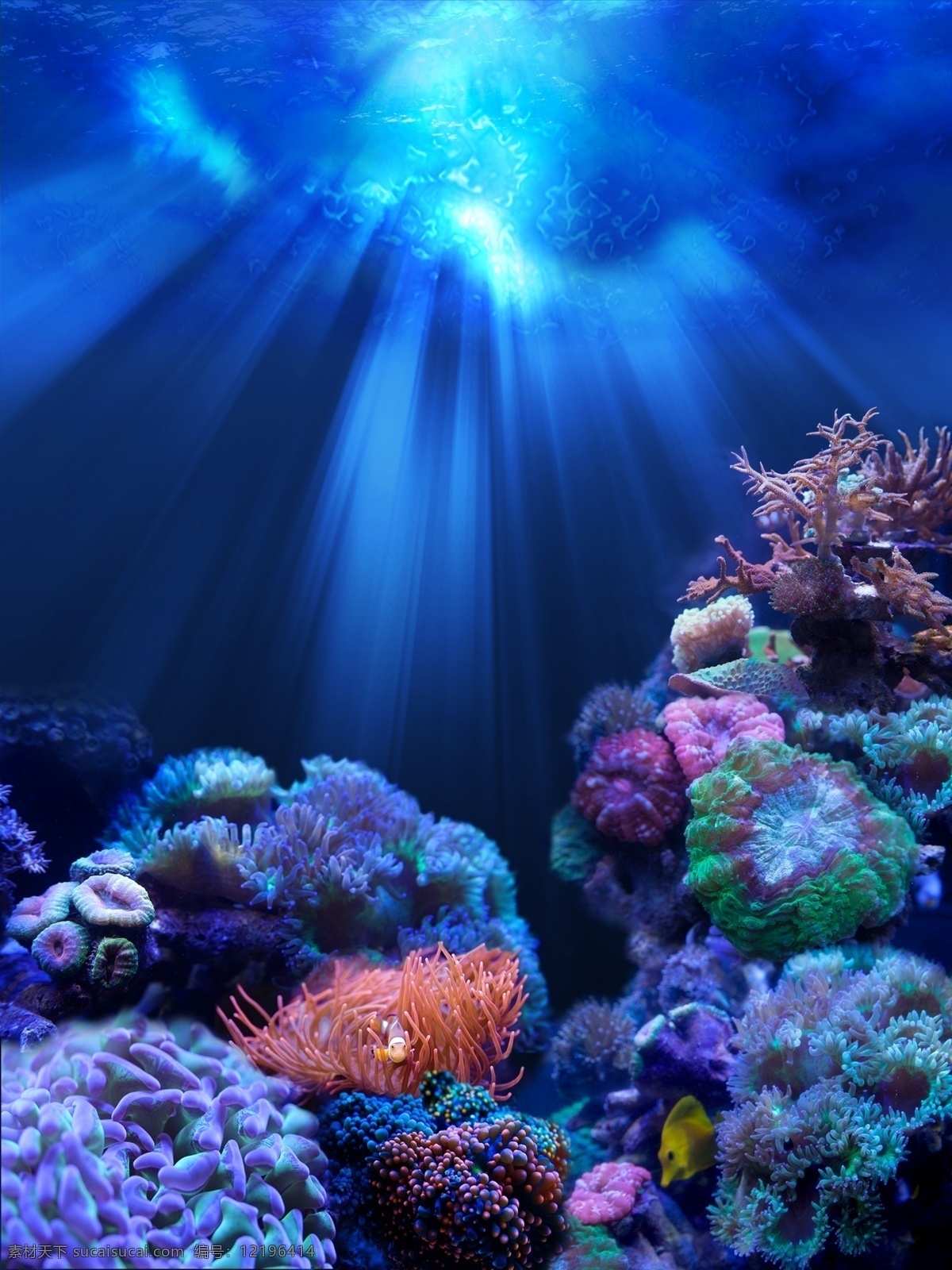 海水背景图 海水 珊瑚 海底世界 海水背景 珊瑚背景 海底背景