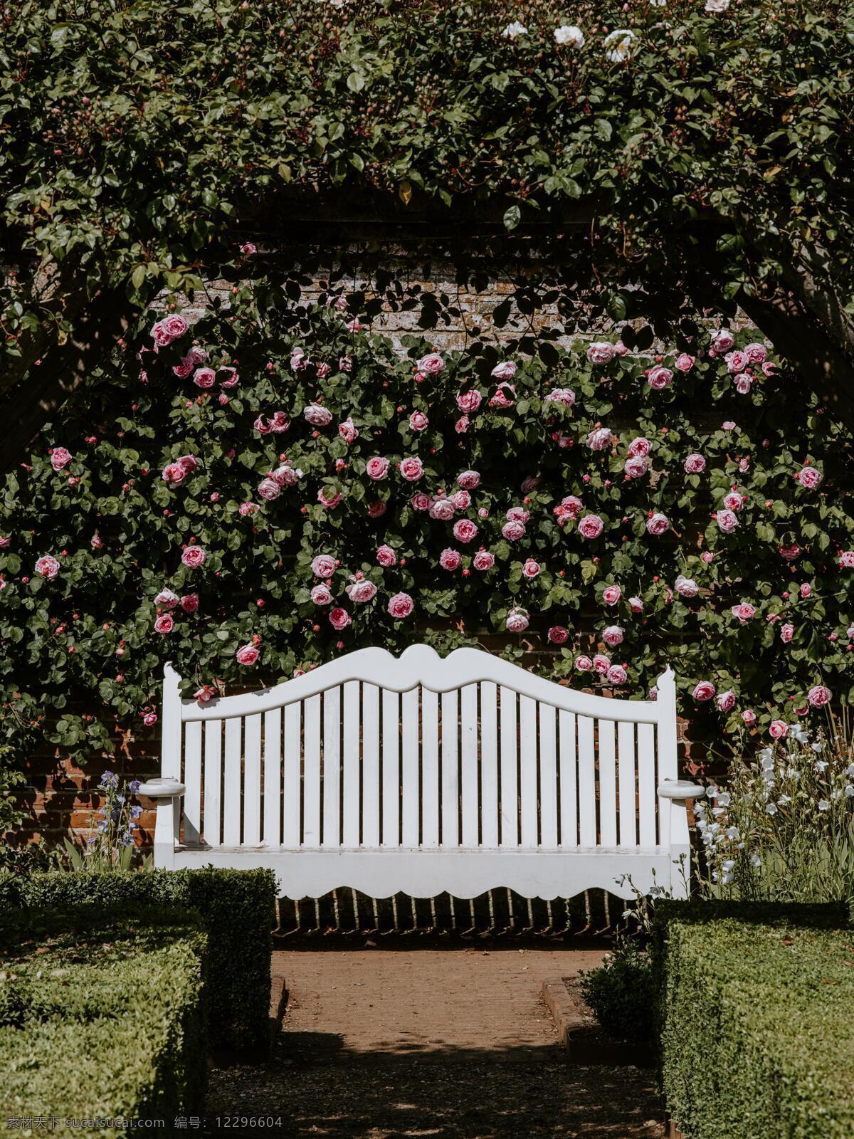 玫瑰花园 花园 粉色玫瑰 鲜花绽放 夏日 花香 绿叶 鲜花 家居室内 生活百科 生活素材