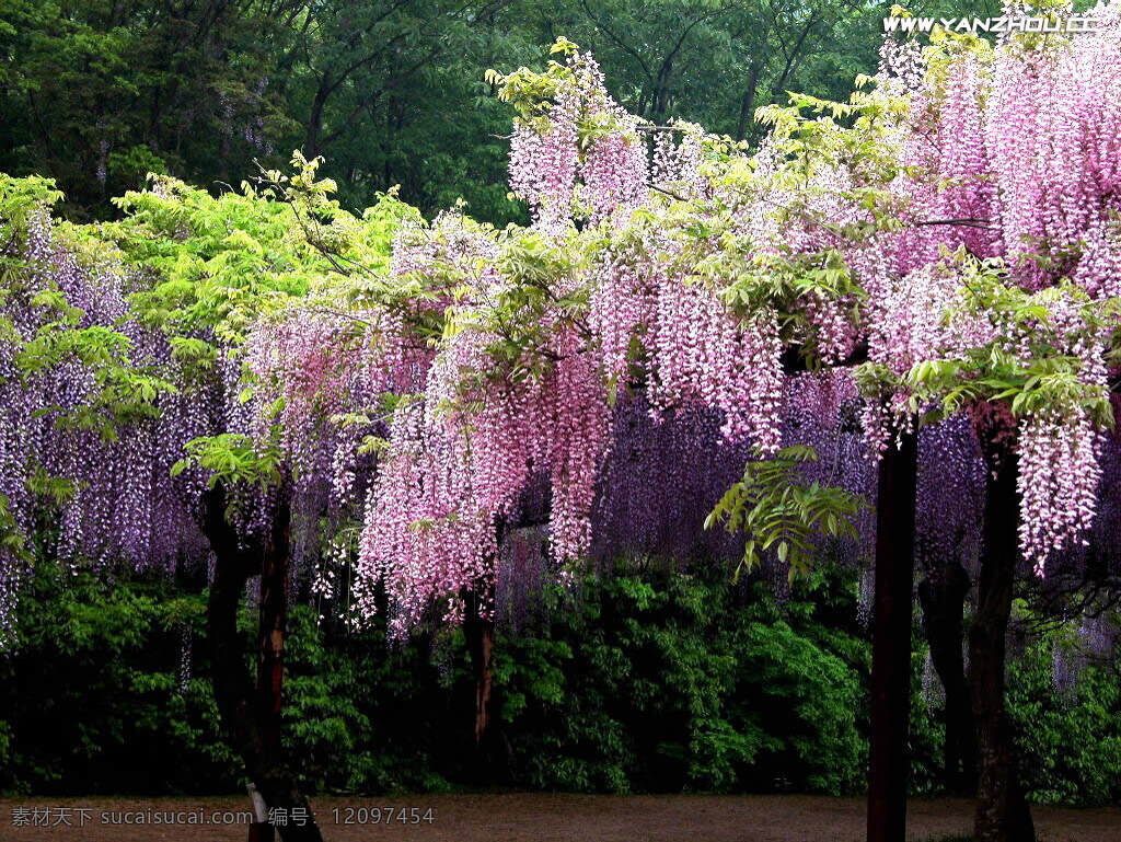 紫藤萝瀑布 紫藤 紫藤萝 花 植物 园林 藤本植物 紫色 粉色 生物世界 花草 摄影图库