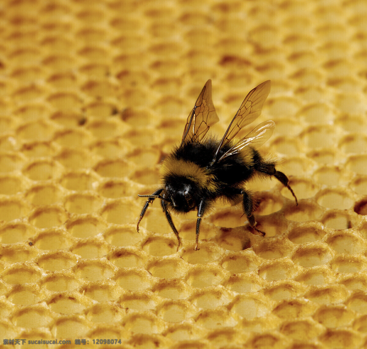 蜜蜂 群居昆蟲 蜂后 工蜂 雄蜂 昆虫 生物世界 黄色