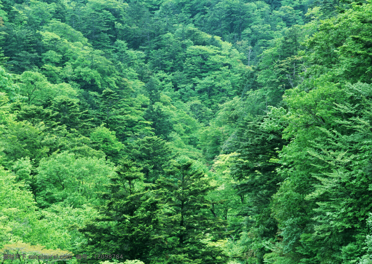 森林摄影 森林 茂盛 植被 原始森林 大自然 树木 绿树 树枝 茂密深林 生物世界 树木树叶