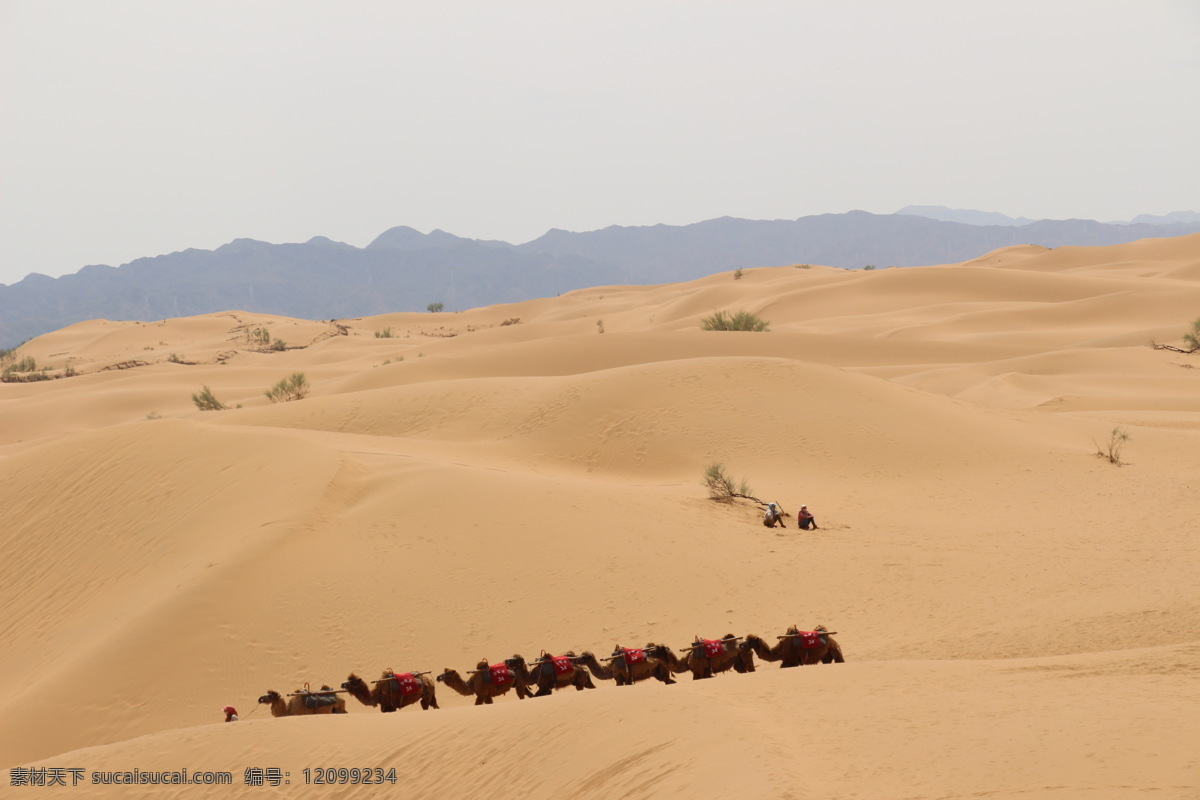 成群的骆驼 骆驼商队 沙漠中的骆驼 灰色