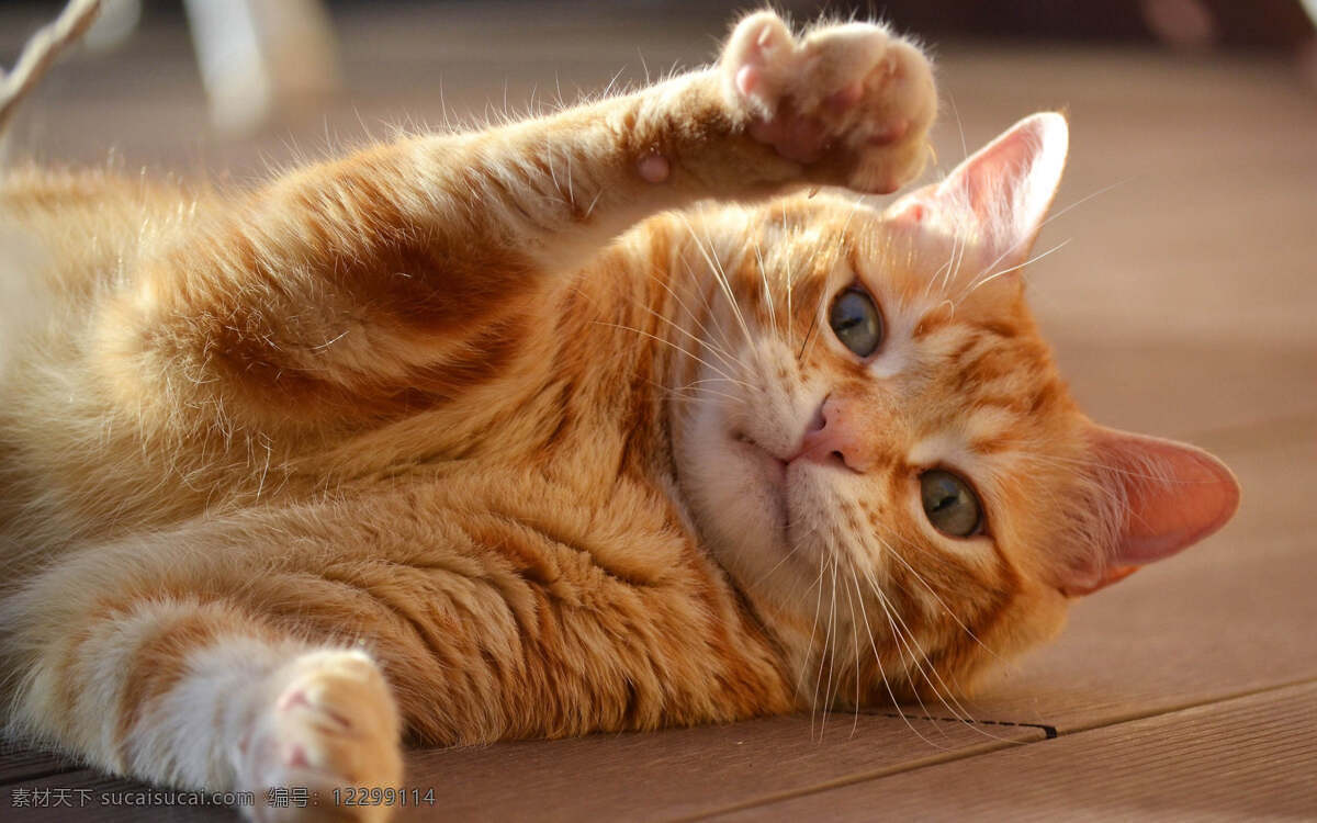 可爱 胖胖 橘 猫 猫咪 橘猫 喵 机灵 圆头圆脑 壁纸 背景 美好 唯美 活泼 猫猫 生物世界 其他生物