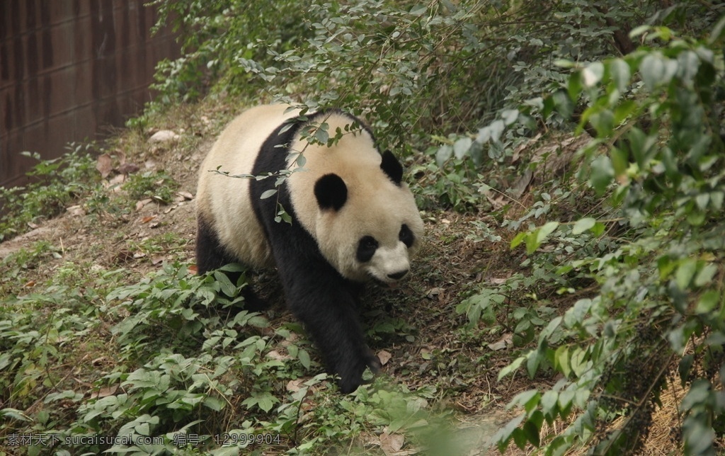 大熊猫 成都 成都大熊猫 国宝 熊猫 野生动物 生物世界