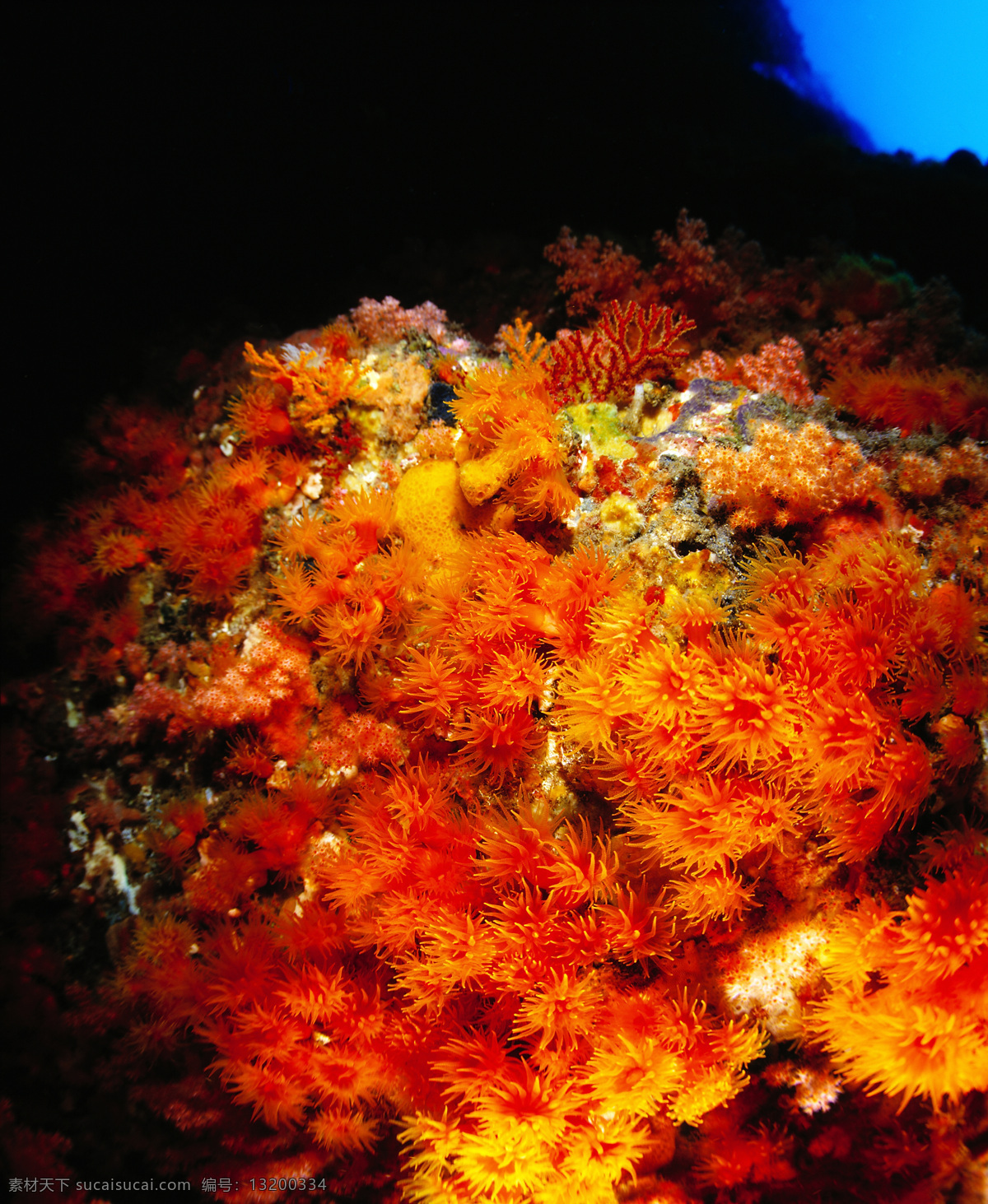 海底 生物 世界 jpg图片 jpg图库 摄影图片 高清图片 红色 海底世界 海底高清写真 海洋生物 海洋海边 自然景观 黑色