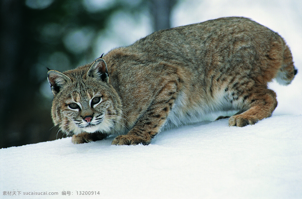 雪地上的大猫 野生动物 动物世界 哺乳动物 野猫 大猫 雪地 摄影图 陆地动物 生物世界 白色