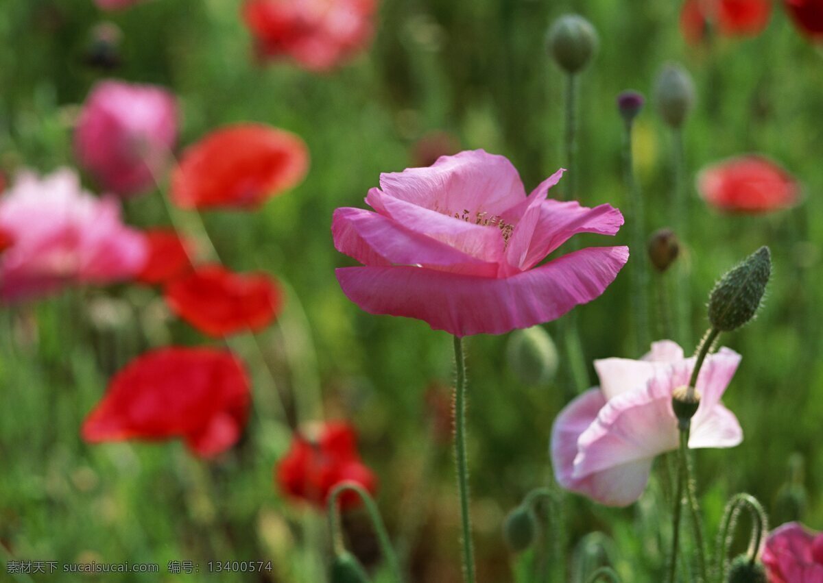鲜花 风景 花卉 自然风景 花草 生物世界 花海 绿色 花卉风景 野花 春天景象 花草树木