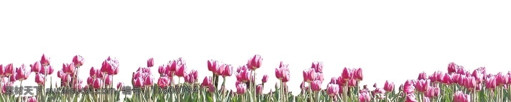 红色郁金香 郁金香花丛 花卉成片 片花 花海 花田 花圃 造型花 公园花卉 花卉高清素材 花卉透明 花卉抠图 成片花 分层
