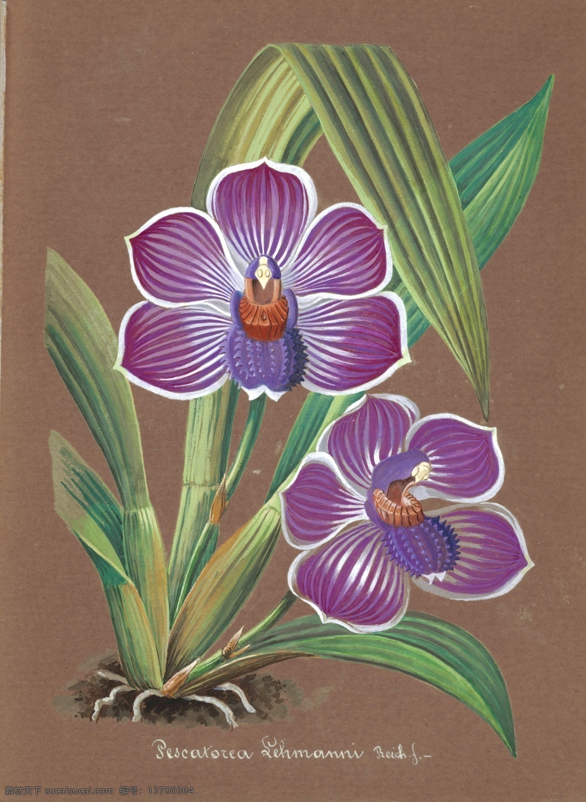 手绘兰花 植物图鉴 兰花手绘稿 水彩画 植物 手绘花朵 兰花插画 自然 手绘花 植物果实插画 兰花 插图 彩色兰花图 唯美鲜花 漂亮 鲜花 装饰画 欧式 花卉 传统艺术 艺术 花朵 花鸟画 手绘花鸟画 风景画 插画 生物世界 花草