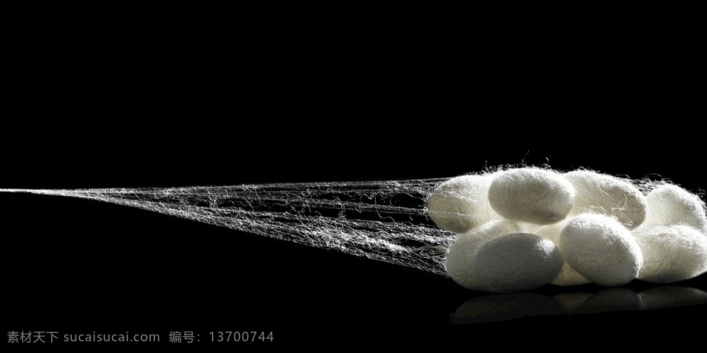 桑蚕丝 蚕 蚕茧 蚕蛹 丝绸 生物世界 昆虫