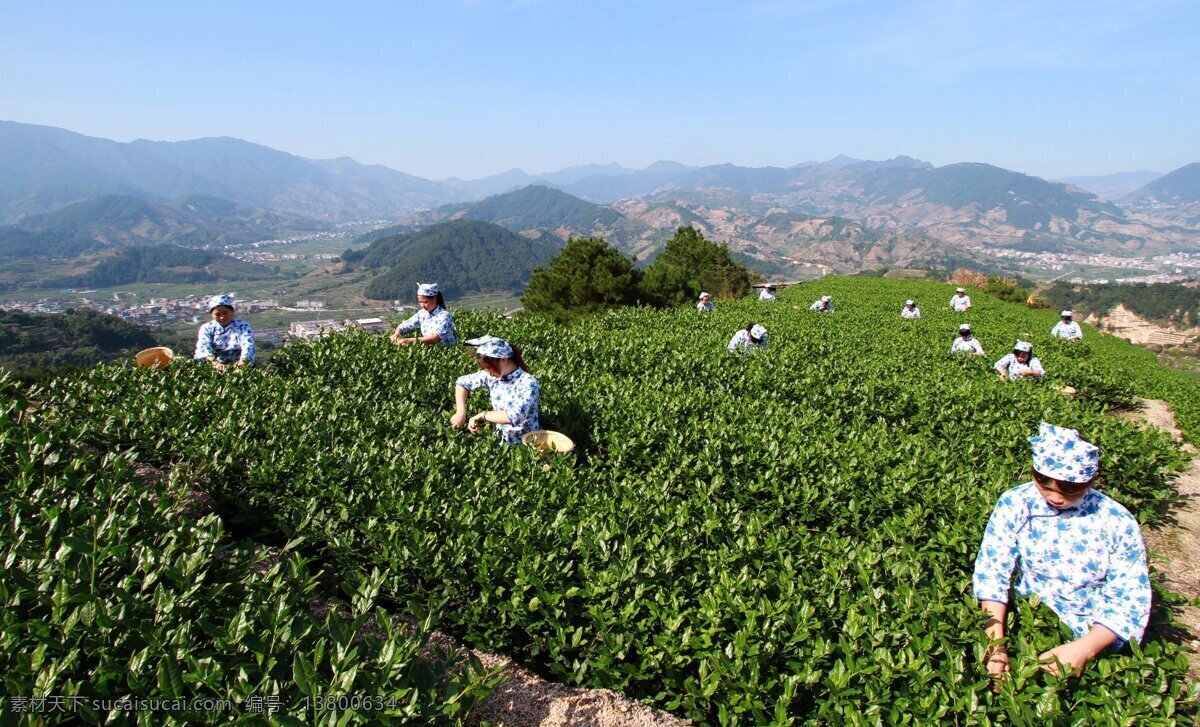 采茶姑娘 茶叶 茶园 茶山 铁观音 自然景观 自然风景