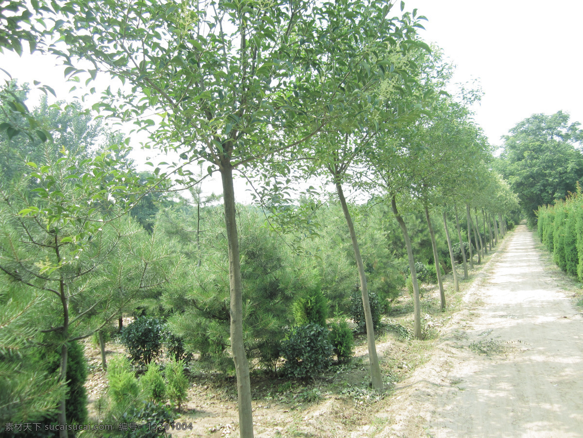 大叶女贞 园林苗圃 绿化苗木 苗木基地 女贞实景 树木树叶 生物世界