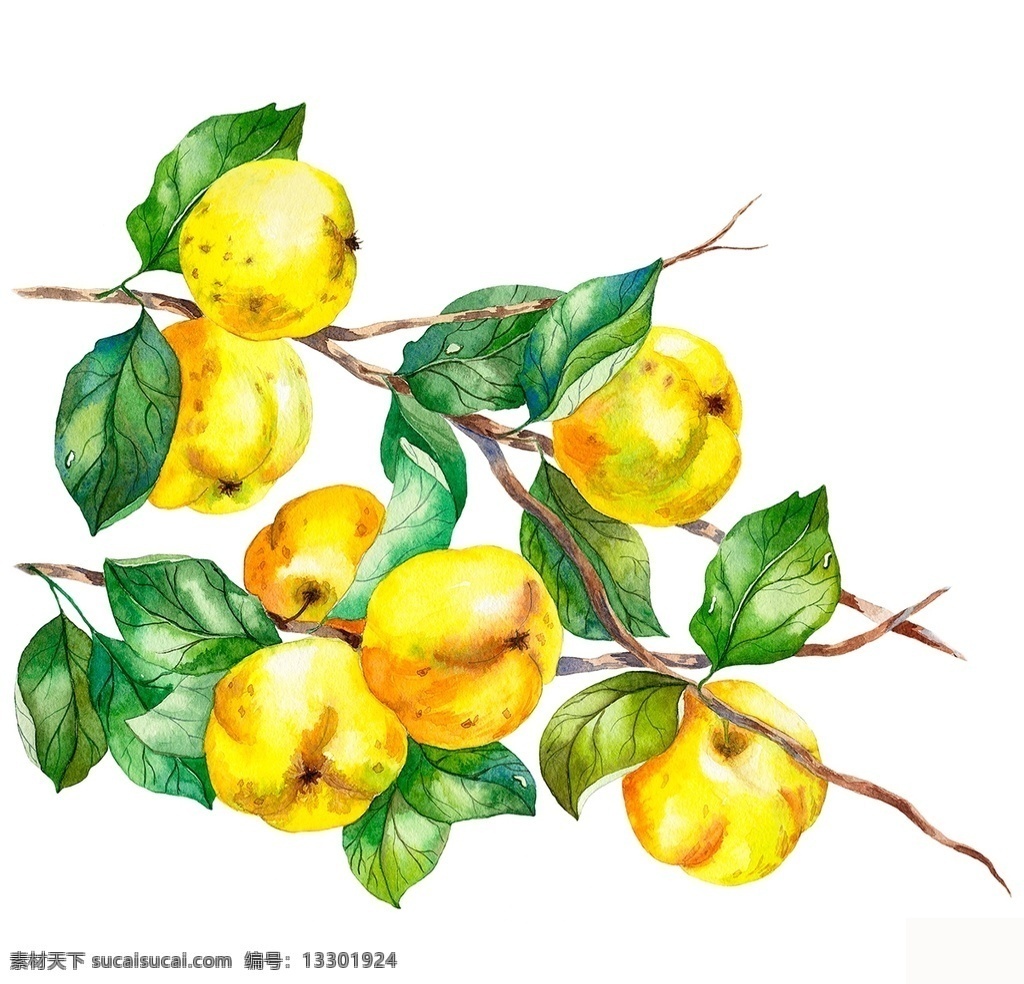 树枝 上 黄色 水果 国外 彩铅绘画 水彩 水果手绘 临摹 彩铅水果 手绘教程 水果插画 精美绘画 食物 彩色素描 插画 文化艺术 绘画书法