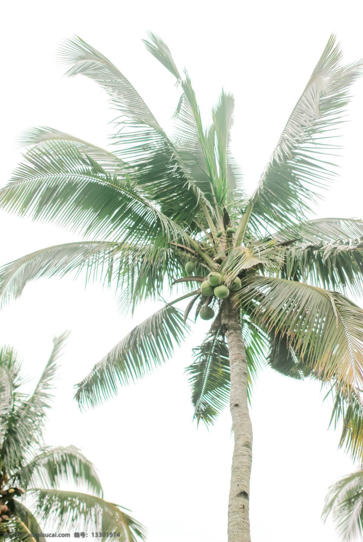 椰子树 景 风景 树木 植物 大树 大自然 沙滩 生物世界 树木树叶