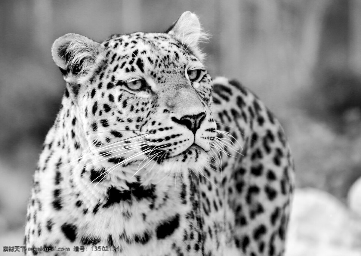 豹子黑白 波斯豹 高加索豹 西亚豹 豹 豹子 猎豹 野生豹 野生 猛兽 野兽 食肉动物 哺乳动物 豹纹 黑白 黑白风 动物 生物世界 动物世界 野生动物