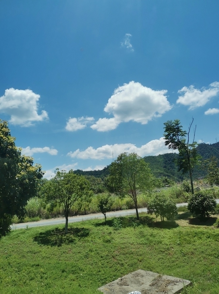 蓝天 白云 树 风景 森林 绿色 拍摄 自然景观 自然风景