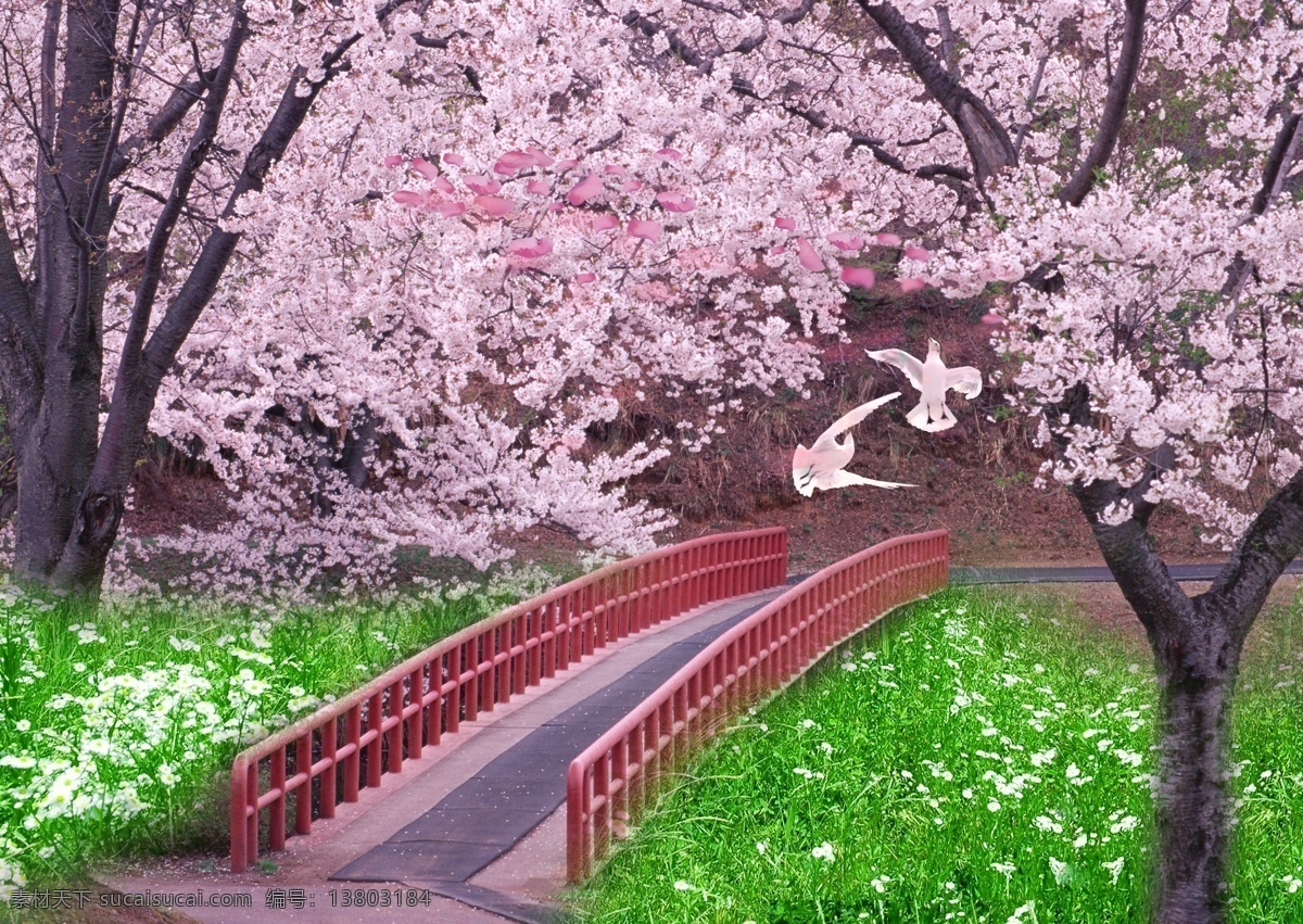 桃花林 樱花林 桃花树 樱花树 林间小路