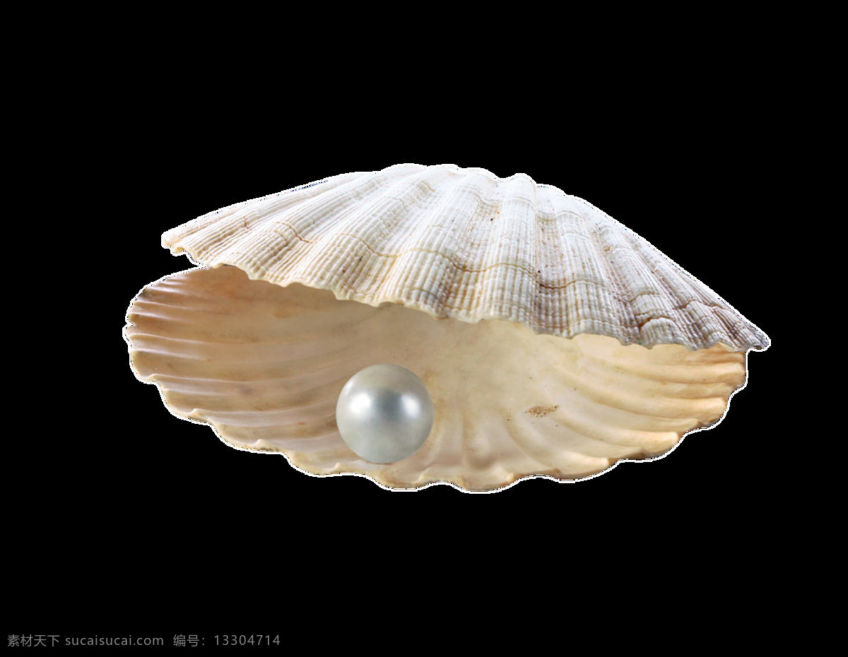 贝壳 珍珠 透明 免扣 透明素材 装饰 设计素材 淘宝素材 海报设计装饰 装饰图案