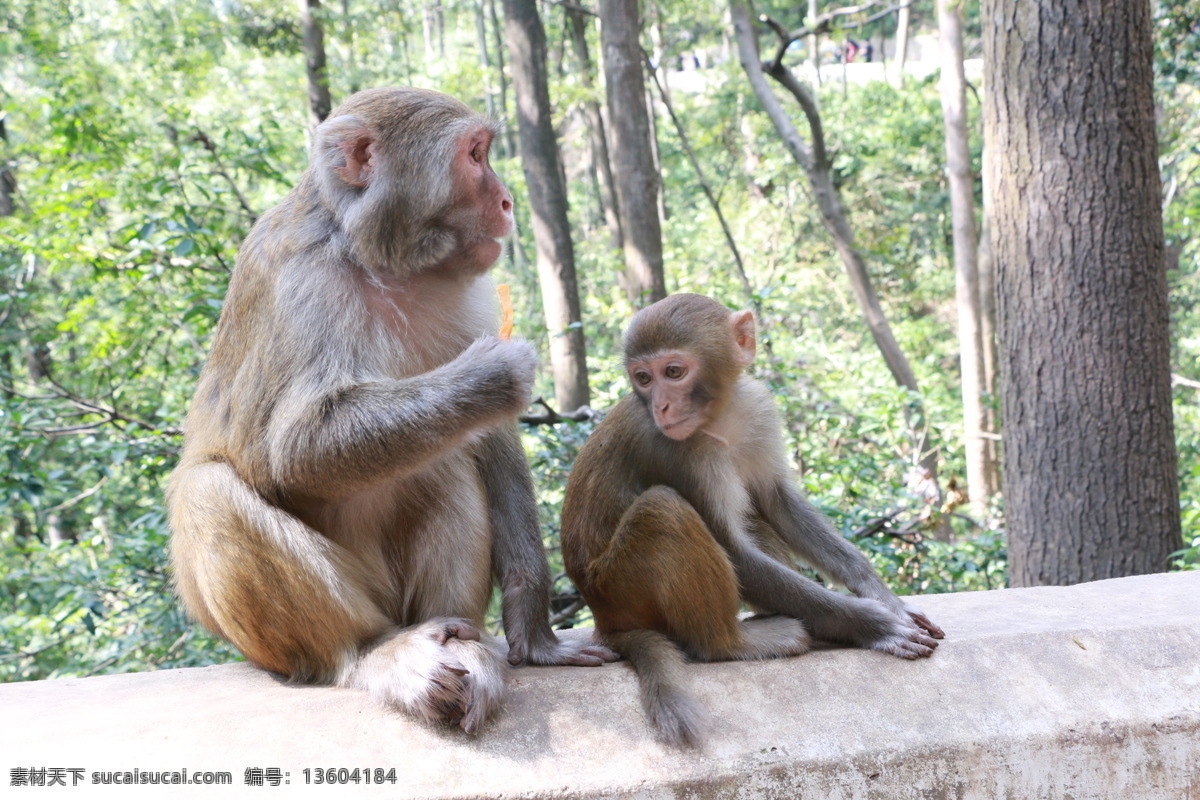 猕猴母子 猕猴 猕猴家族 猴子 小猴子 小猴子母猴子 猴子母爱 生物世界 野生动物
