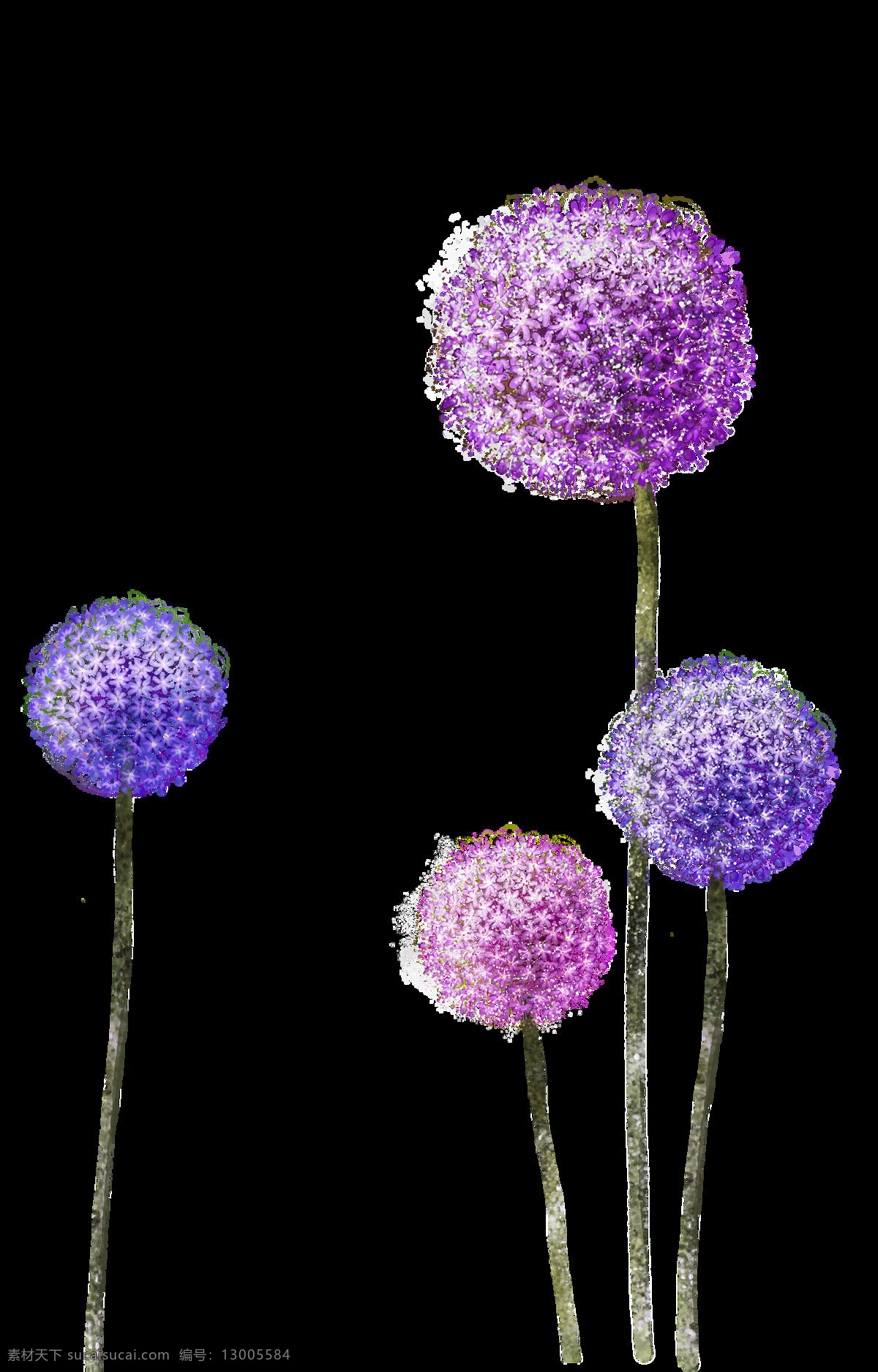 四 朵 蒲公英 透明 粉红色 花瓣 免扣素材 透明素材 植物 装饰图片 紫色