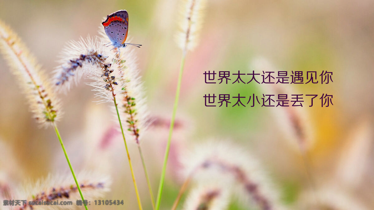 恋 上 狗尾草 蝴蝶 世界 太 大 还是 遇见 小 丢