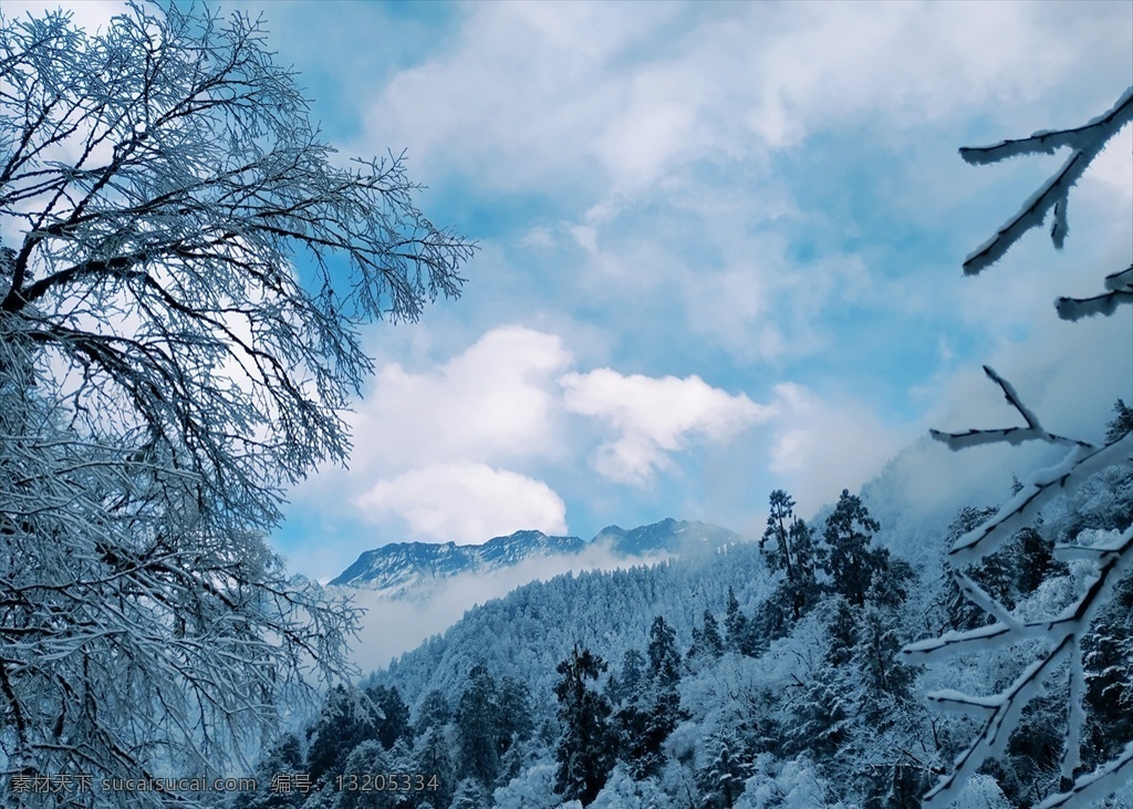 海螺沟 雪景 森林 冬季 雪山 风景 自然景观 自然风景