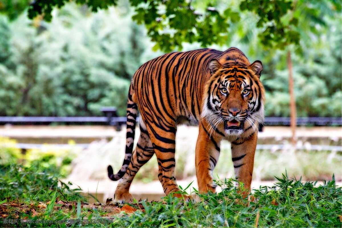 凶猛老虎 唯美 炫酷 动物 可爱 野生 凶猛 老虎 生物世界 野生动物