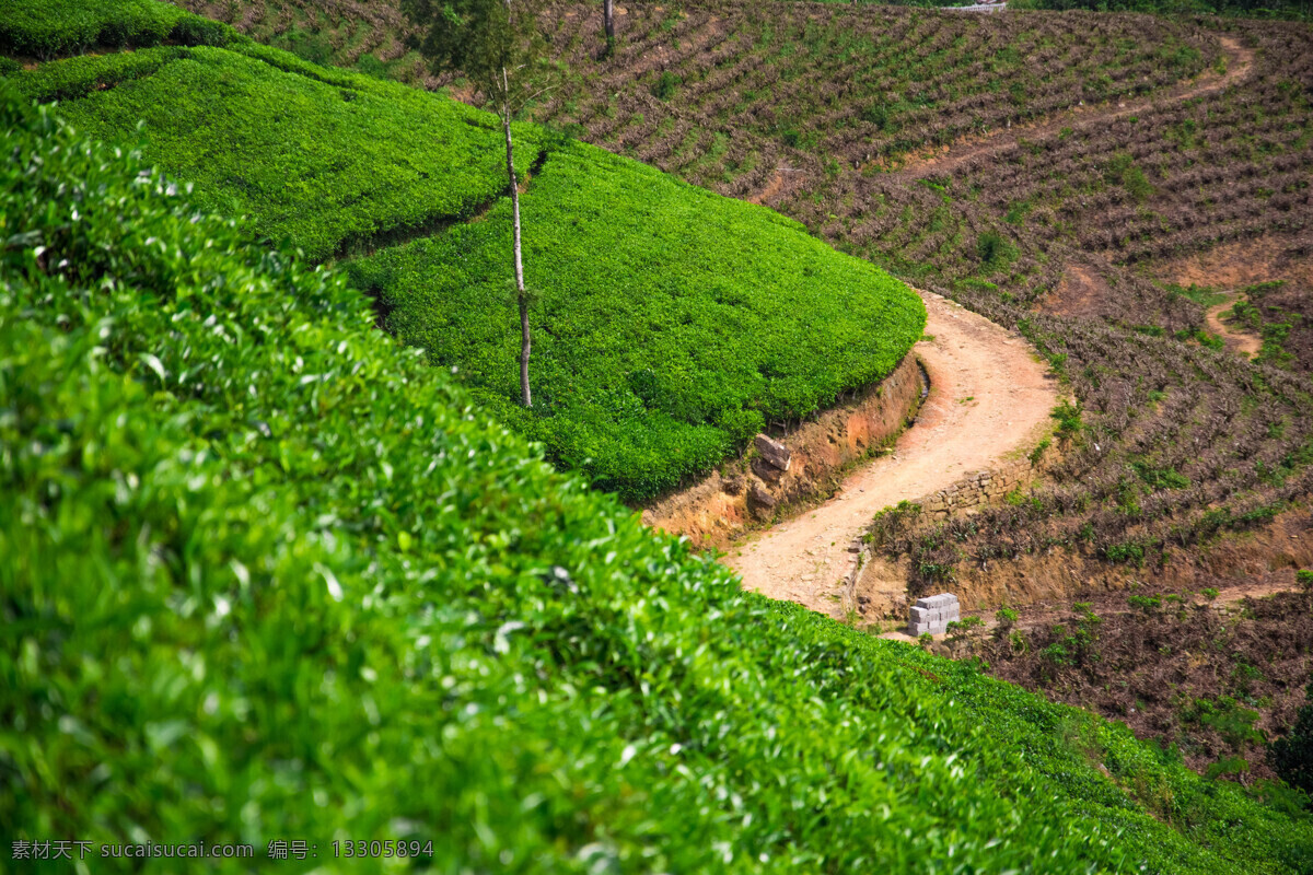 茶园景色