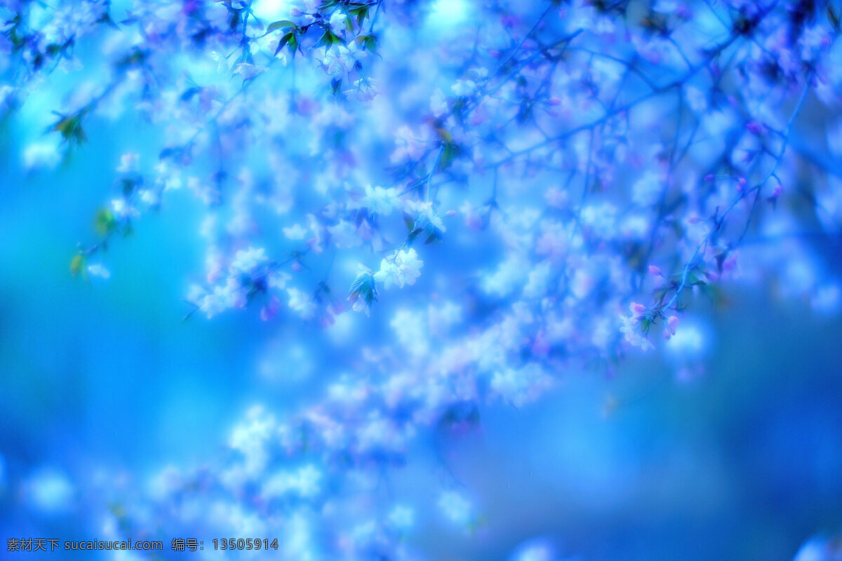 春櫻攝影素材 春天 櫻花 藍色 葉子 蓝色