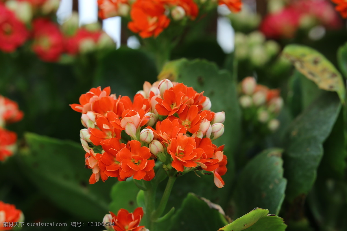 圣诞伽蓝菜 圣诞长寿花 矮生伽蓝菜 寿星花 家乐花 花朵 花瓣 花卉 植物 花草 草本植物 花卉大观园 生物世界