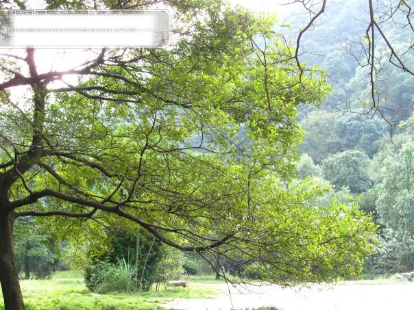 树免费下载 草 杭州 旅游摄影 绿色植物 摄影图 树 富阳 黄公望风景 杭州旅游 风景图片 风景 生活 旅游餐饮