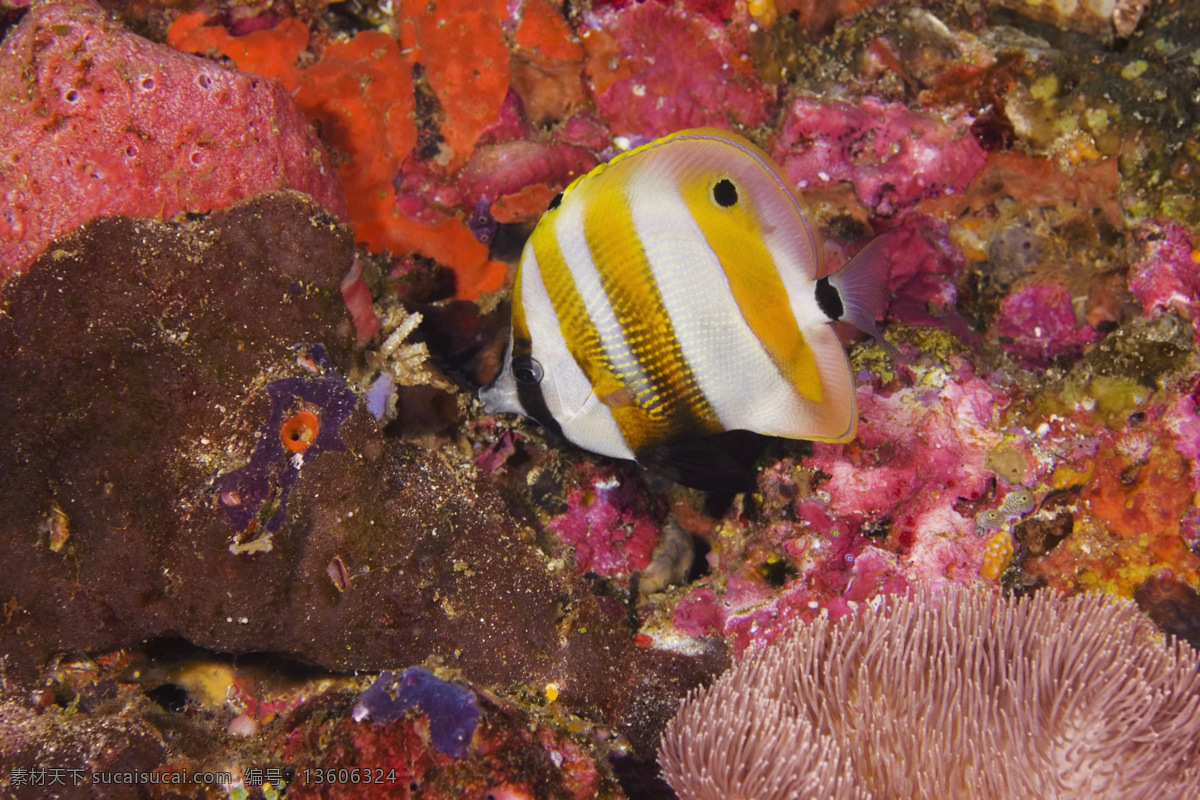 海洋鱼类 海底世界 海洋 海洋生物 礁石 生物世界 鱼 鱼类 洋鱼类 珊蝴 珊蝴礁