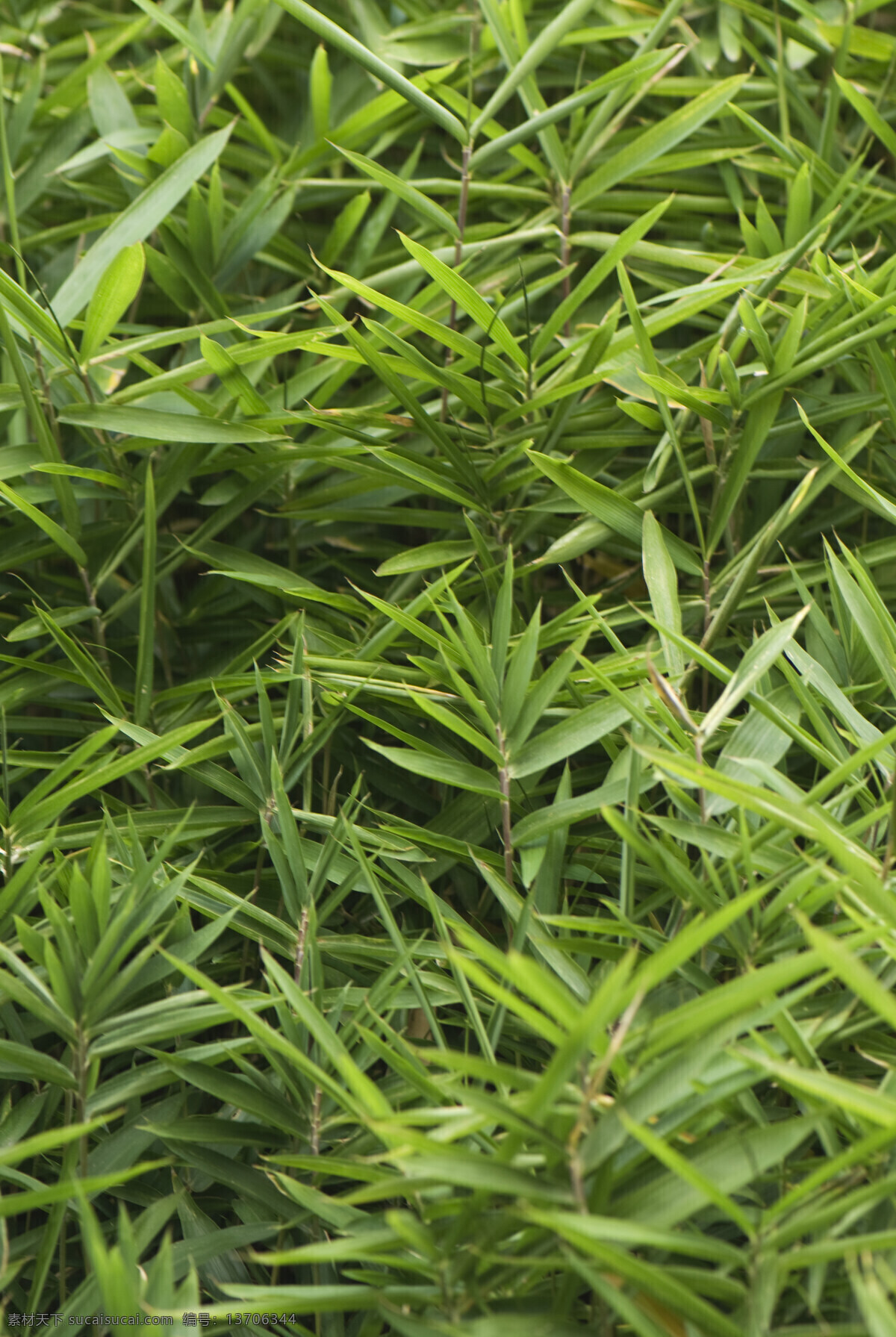 植物 树林 花草 大自然 中 植物图片 绿色植物 花草树木 生物世界 黑色