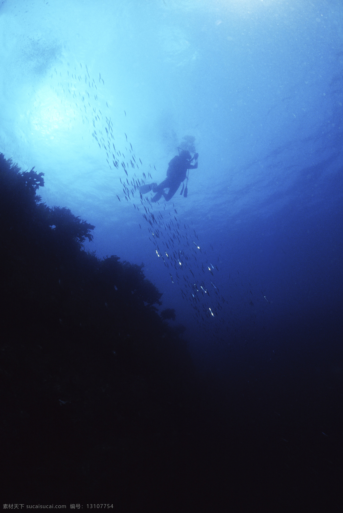 海星 水母 海胆 安静 礁石 探秘 潜水员 鱼群 珊瑚 生物 海底世界 深海