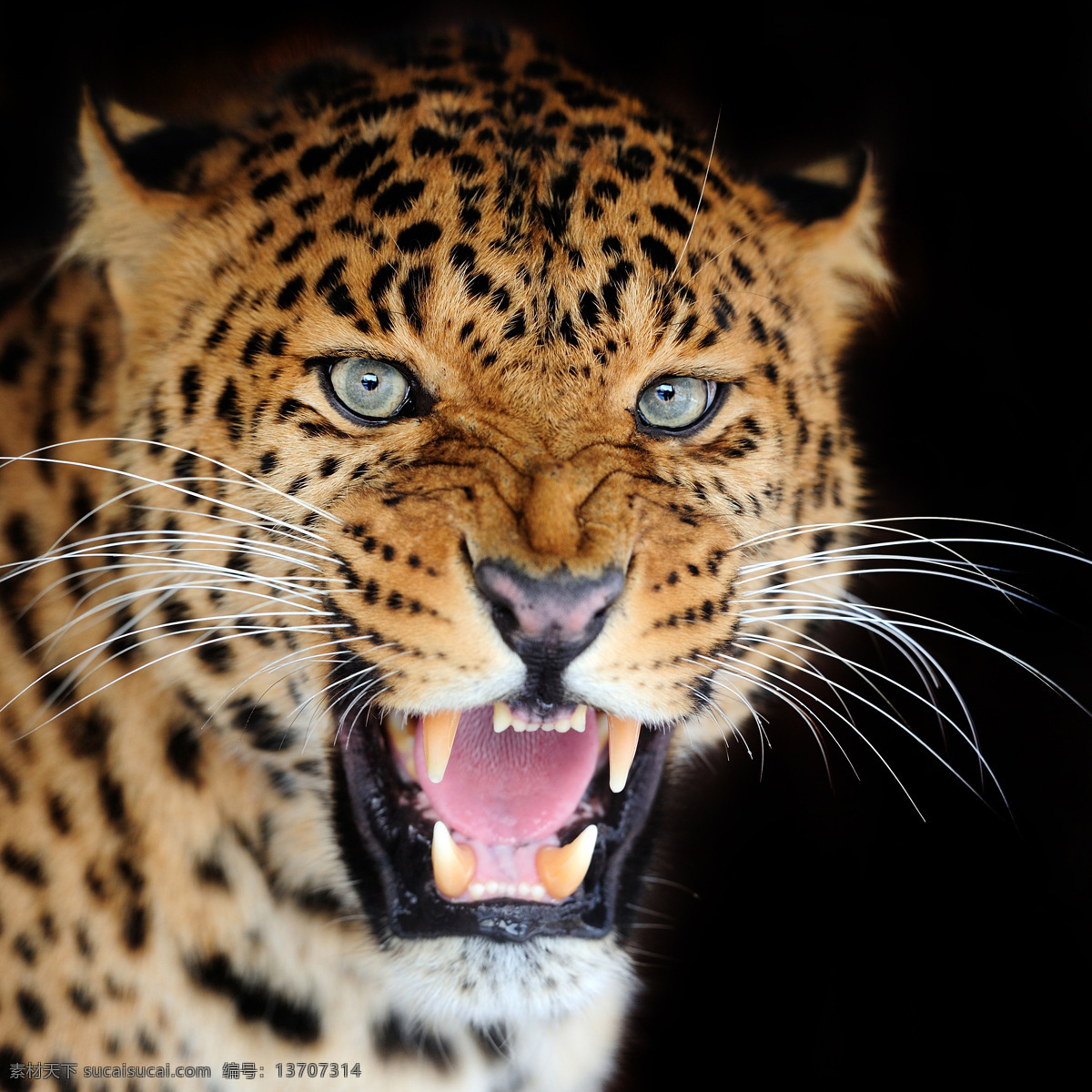 凶猛 豹子 嘴 恐怖 豹子摄影 豹子素材 野生动物 动物素材 陆地动物 生物世界 黑色
