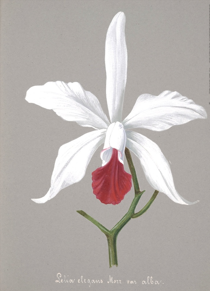 手绘兰花 植物图鉴 兰花手绘稿 水彩画 植物 手绘花朵 兰花插画 自然 手绘花 植物果实插画 兰花 插图 彩色兰花图 唯美鲜花 漂亮 鲜花 装饰画 欧式 花卉 传统艺术 艺术 花朵 花鸟画 手绘花鸟画 风景画 插画 生物世界 花草