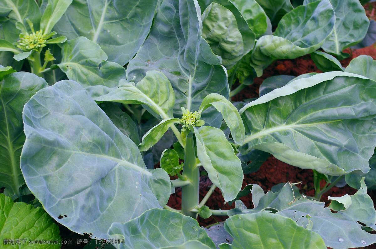 菜园 绿色蔬菜 青菜 生物世界 蔬菜 植物 芥兰 城市角落 民居开荒 芥兰菜 根粗叶茂 菜花开放 风景 生活 旅游餐饮